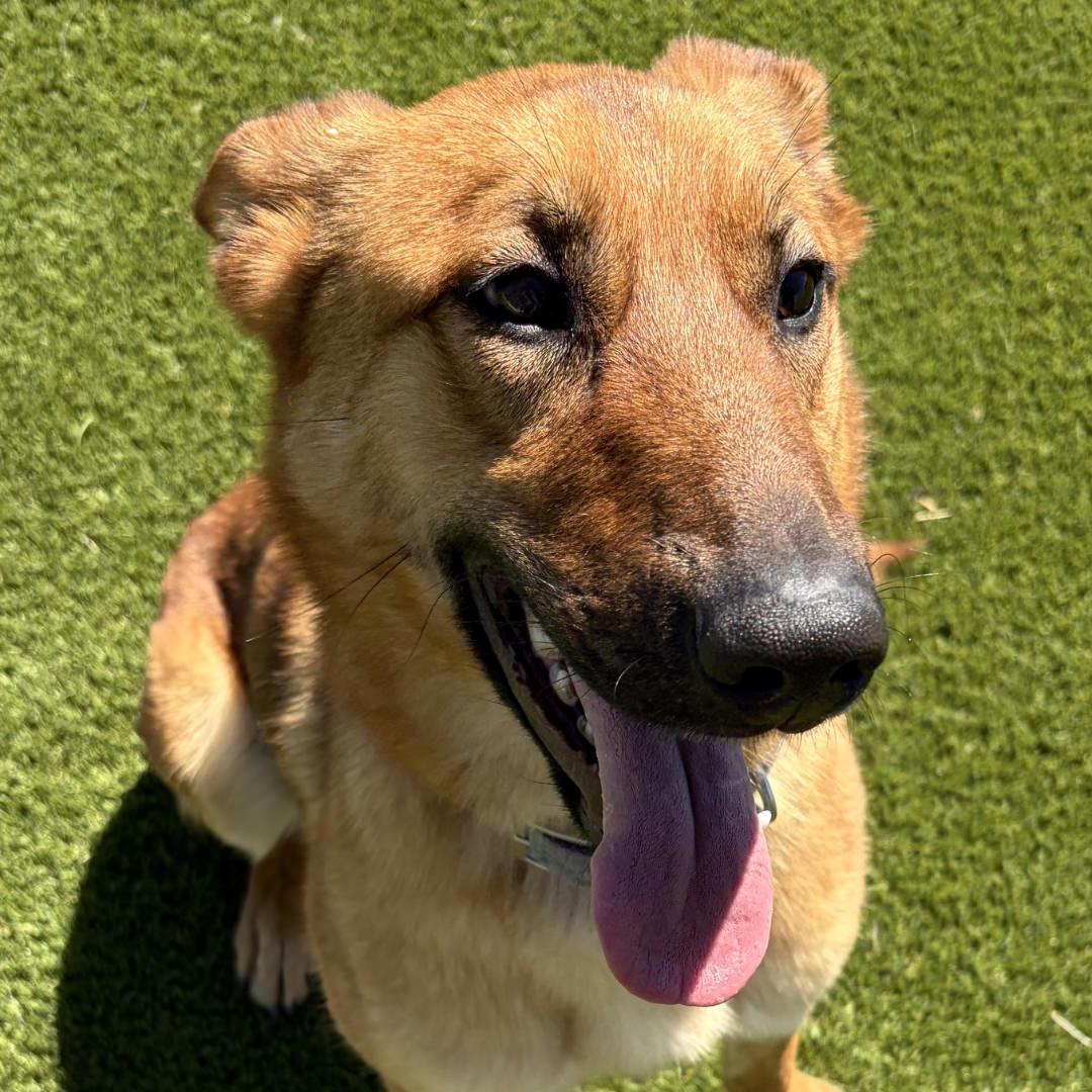 KitKat, an adopted mixed breed in Salt Lake City, UT image 1/6