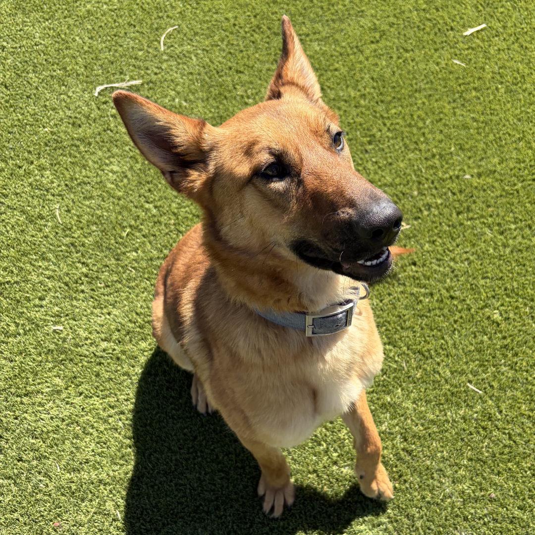 KitKat, an adopted mixed breed in Salt Lake City, UT image 4/6