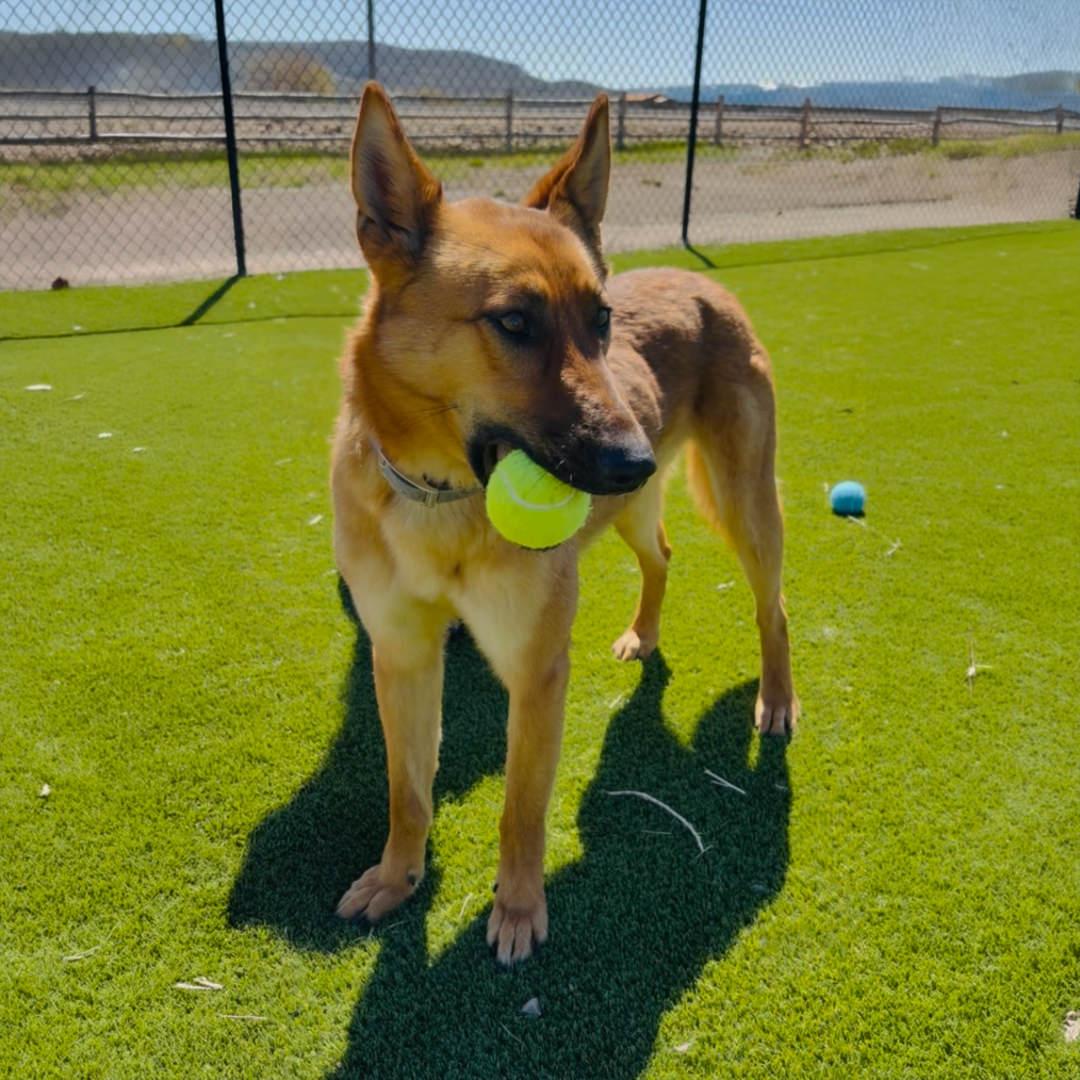 KitKat, an adopted mixed breed in Salt Lake City, UT image 2/6