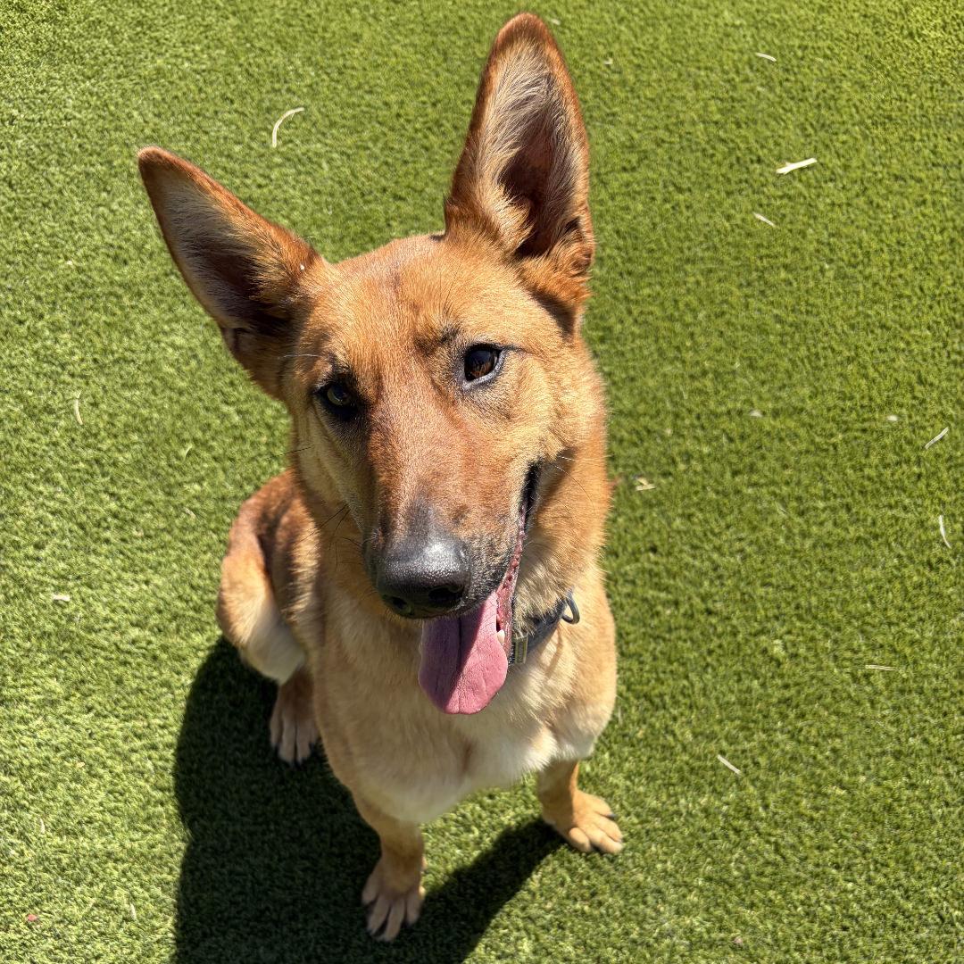 KitKat, an adopted mixed breed in Salt Lake City, UT image 6/6