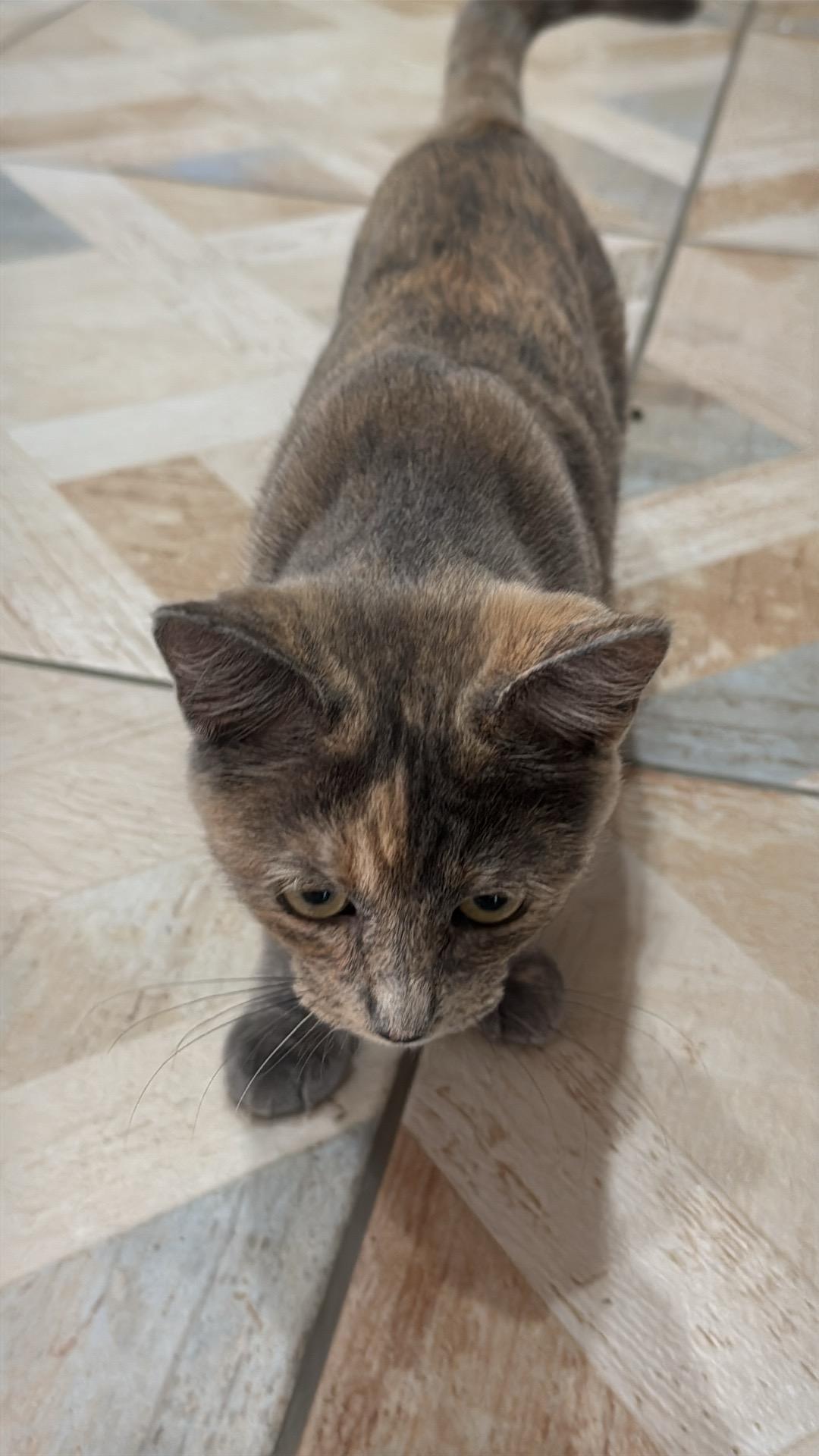 Callie, Adoptable, Young Female Dilute Calico & American Shorthair.