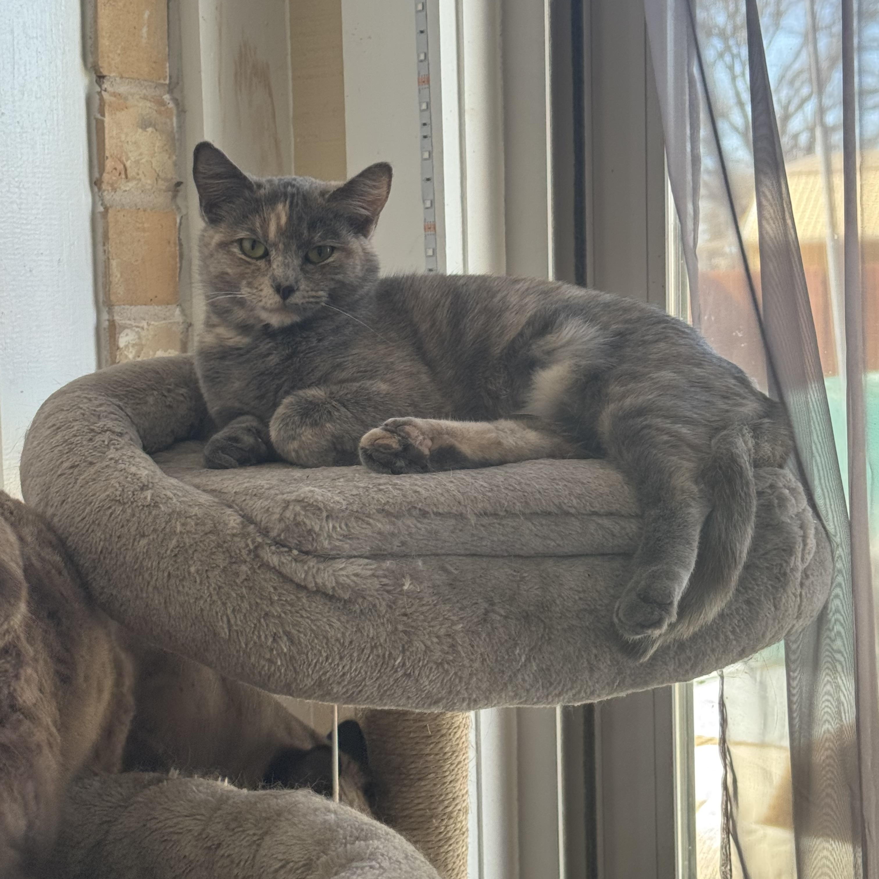 Callie, Adoptable, Young Female Dilute Calico & American Shorthair.