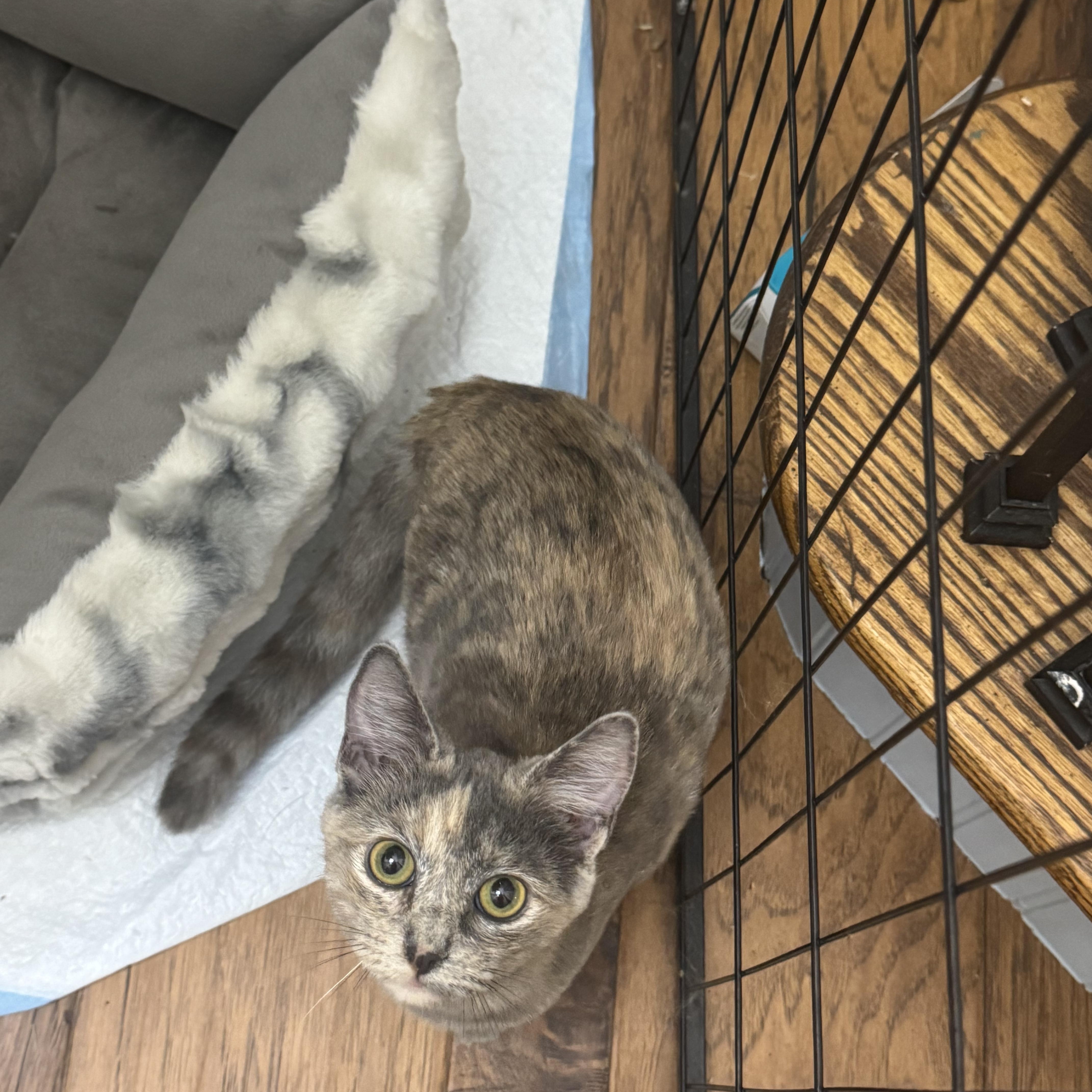 Enlarge Callie, a Adoptable mixed breed in Springtown, TX image 2/3