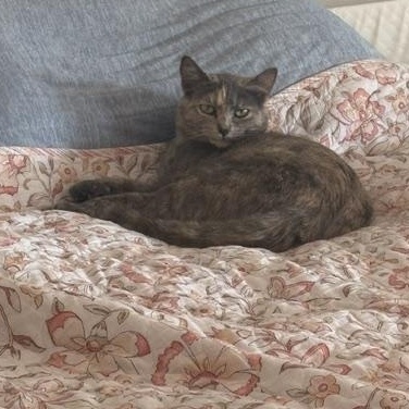 Callie, Adoptable, Young Female Dilute Calico & American Shorthair.