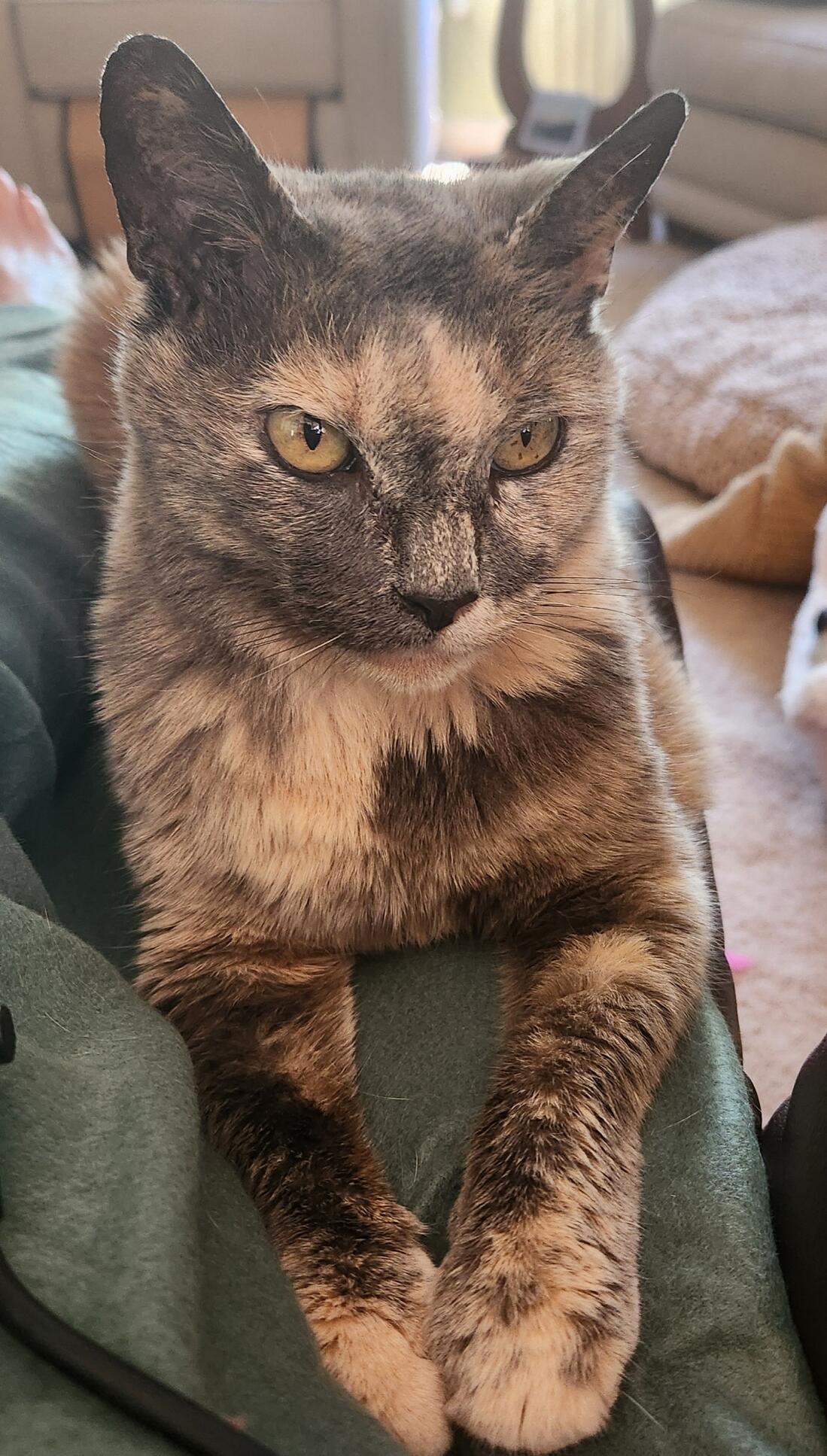 Ida
