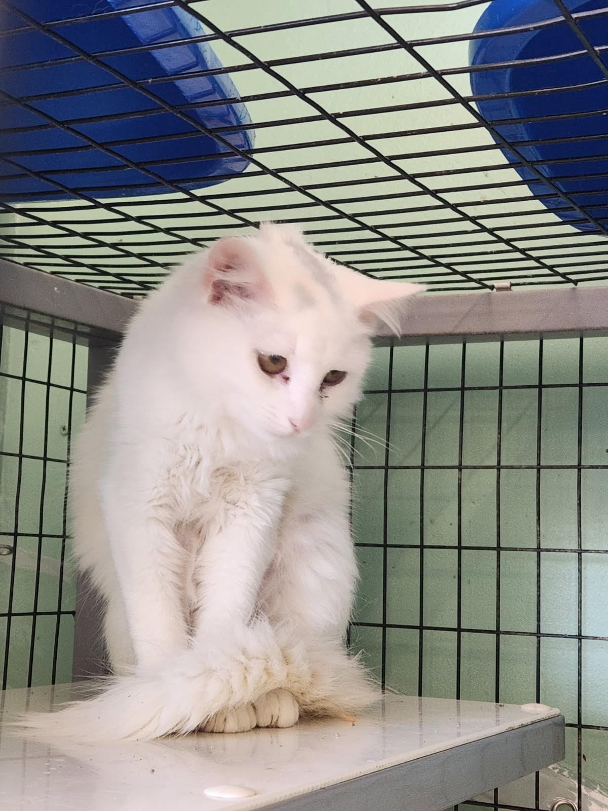 Gollywhopper, Adoptable, Young Female Domestic Medium Hair.