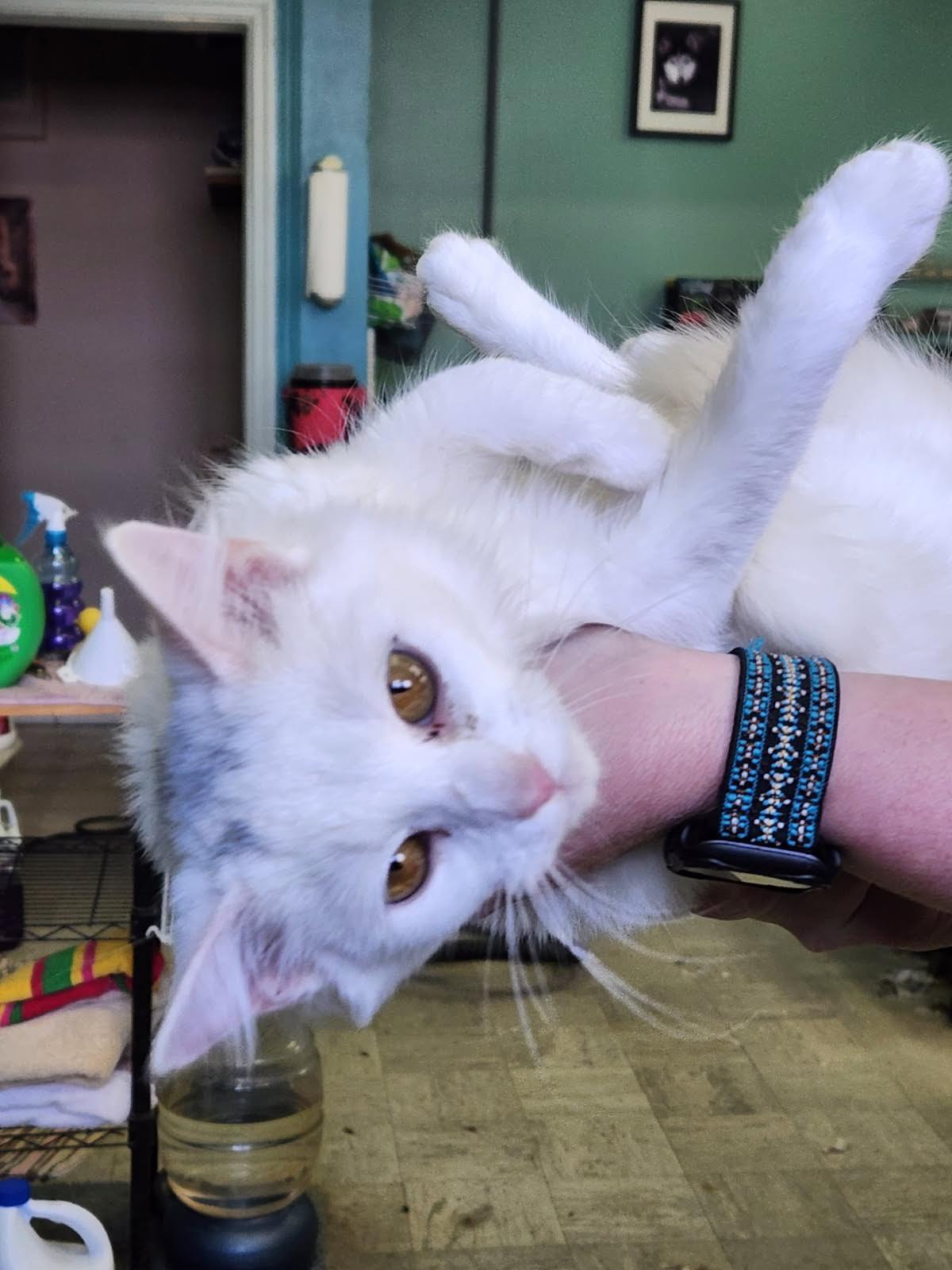 Gollywhopper, a Adoptable Domestic Medium Hair in Crossville, TN image 2/2