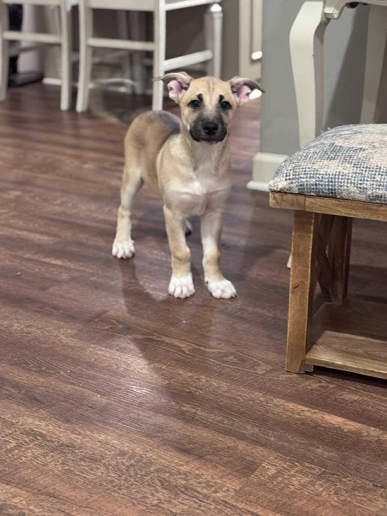 Enlarge Conrad, a Adopted mixed breed in Valdosta, GA image 1/1