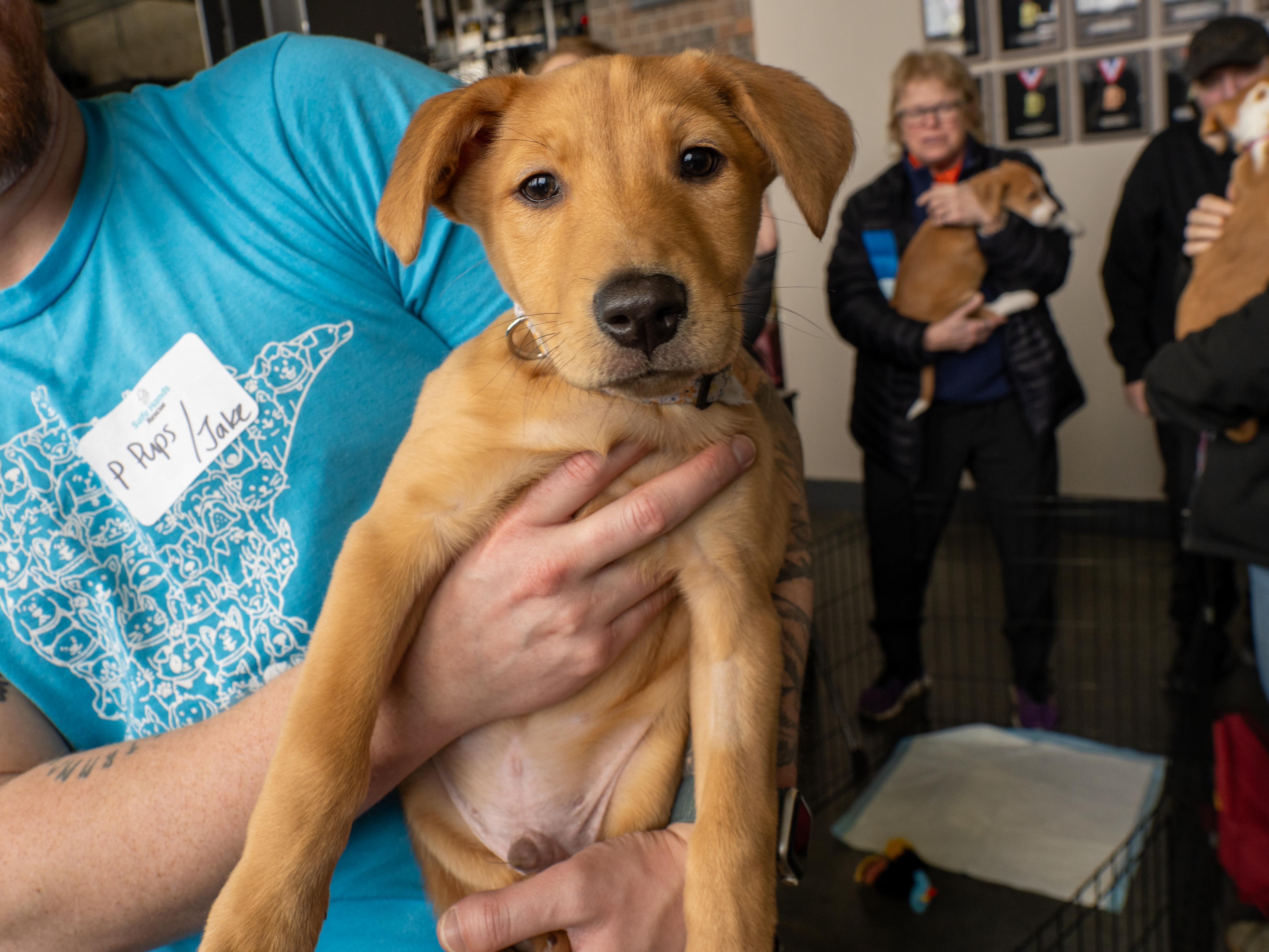 Enlarge Preston, a Adoptable mixed breed in Minneapolis, MN image 3/6