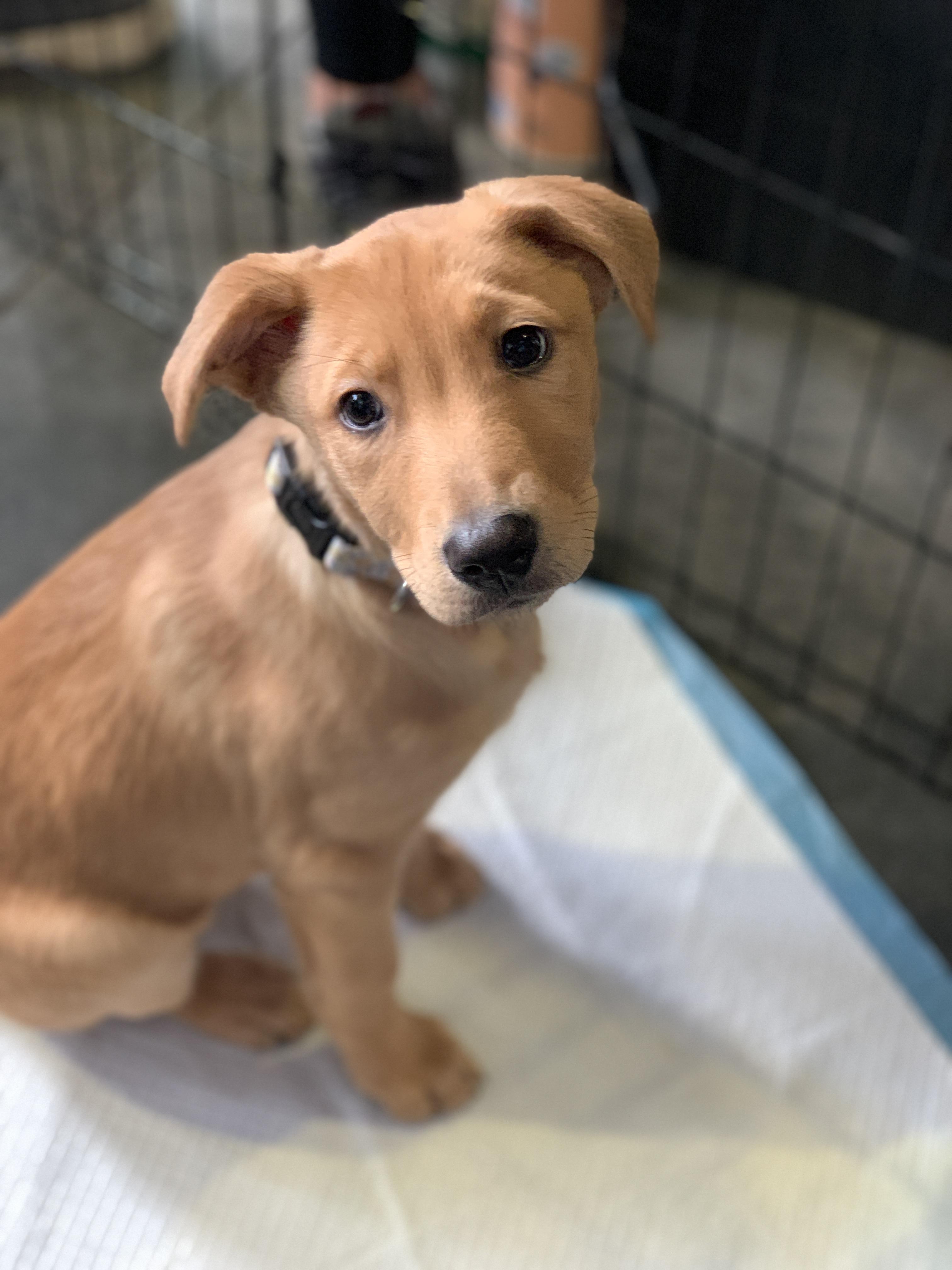 Enlarge Preston, a Adoptable mixed breed in Minneapolis, MN image 2/6