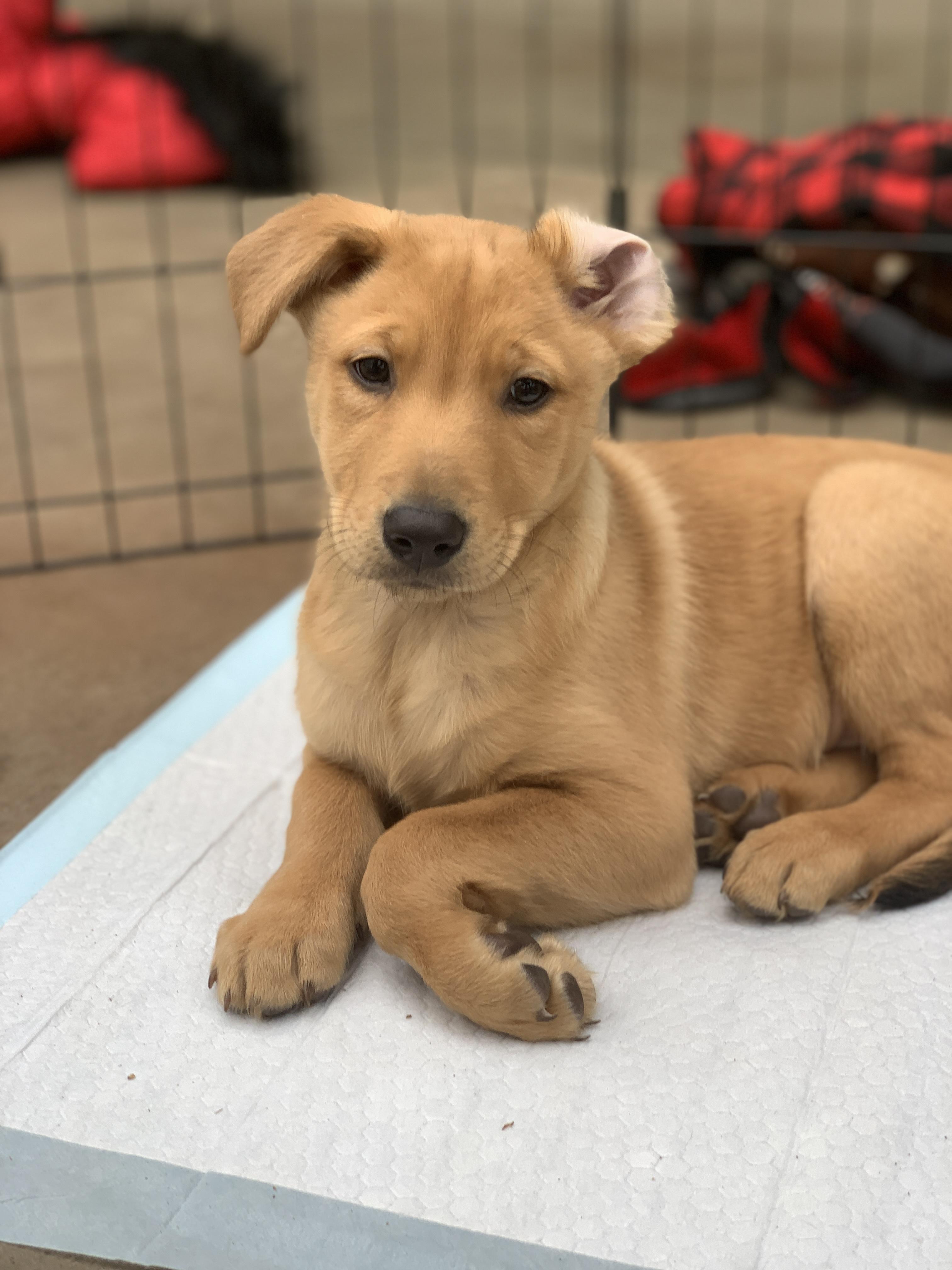 Enlarge Preston, a Adoptable mixed breed in Minneapolis, MN image 4/6