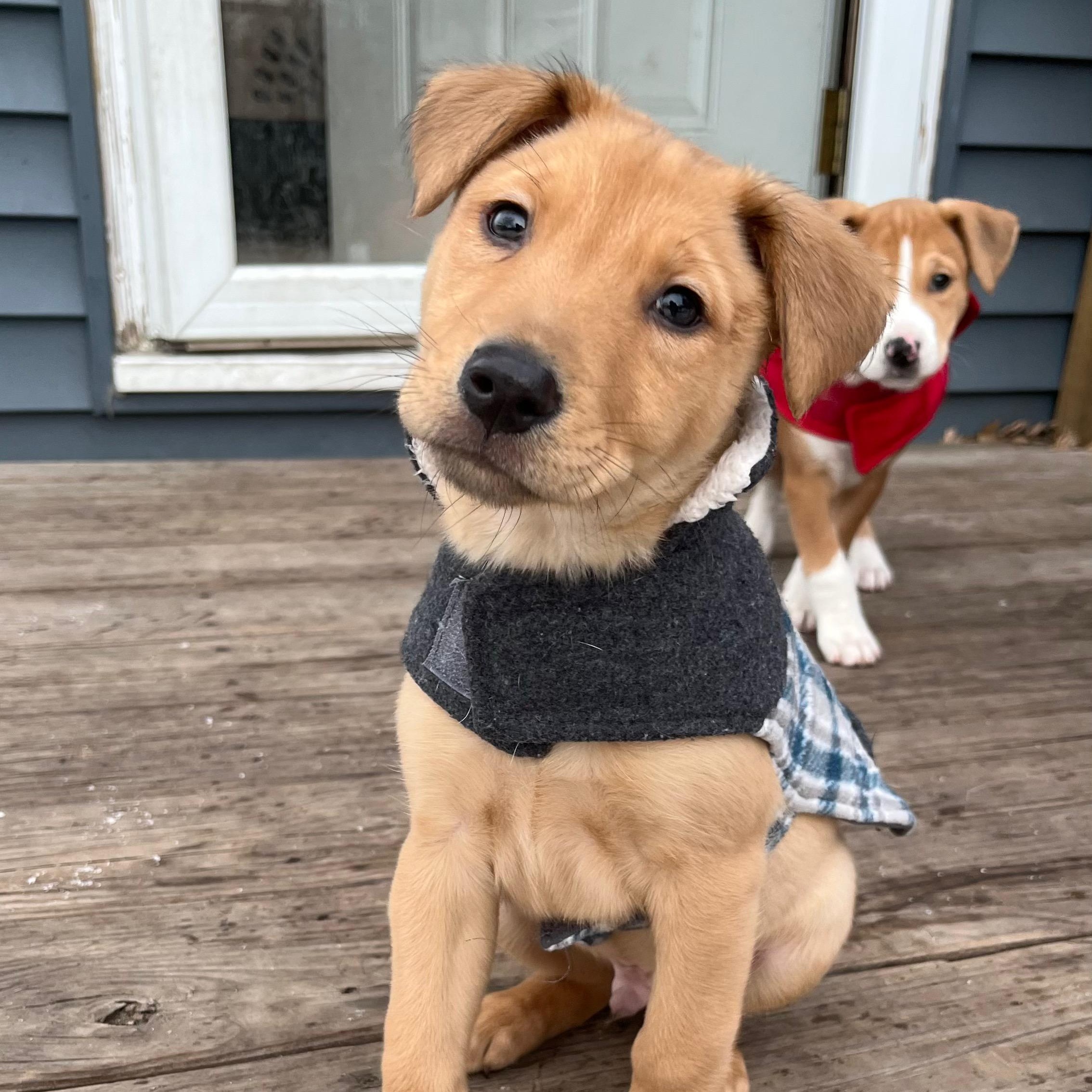 Preston, Adoptable, Puppy Male Retriever & Mixed Breed.