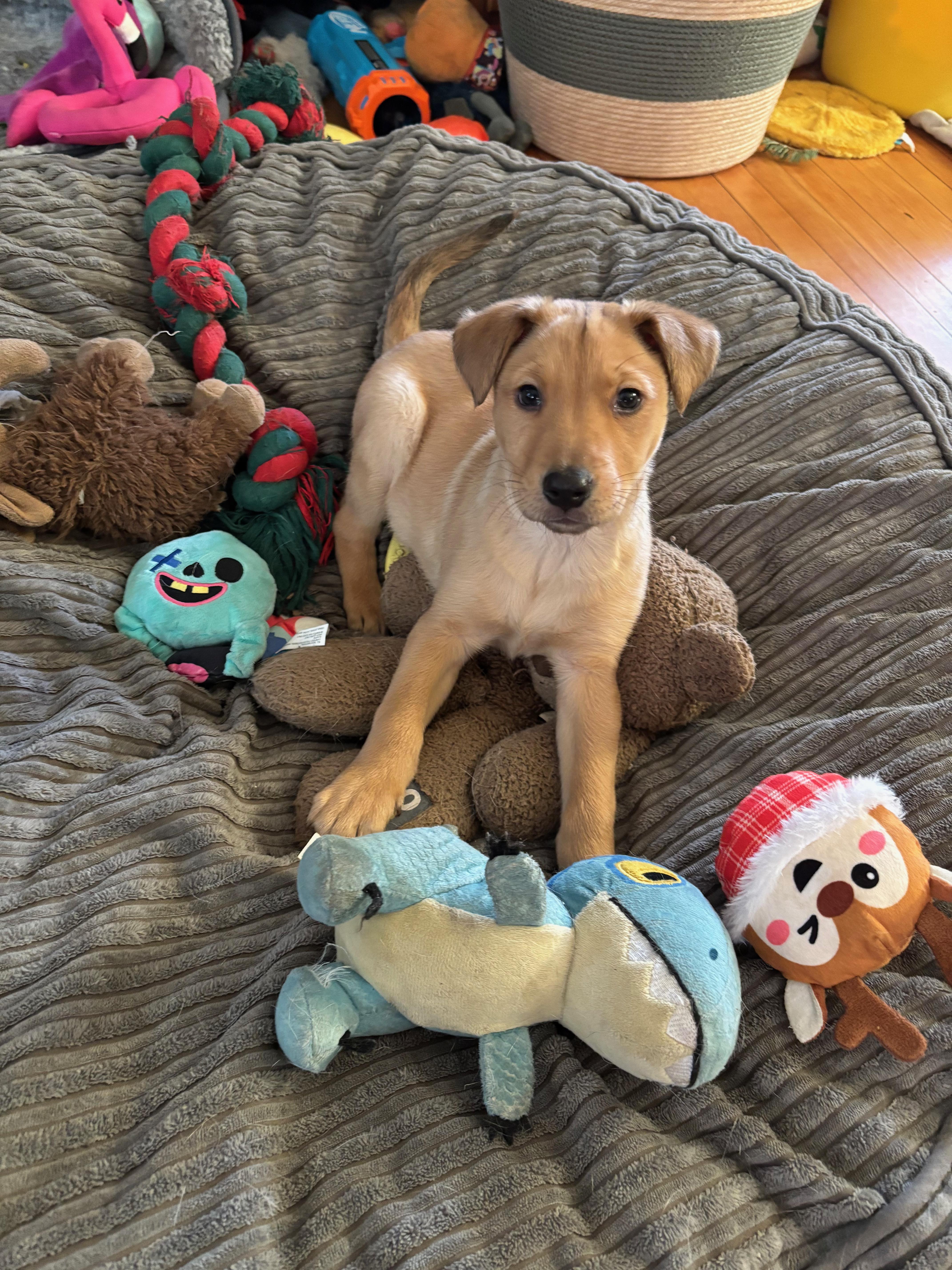 Enlarge Preston, a Adoptable mixed breed in Minneapolis, MN image 6/6