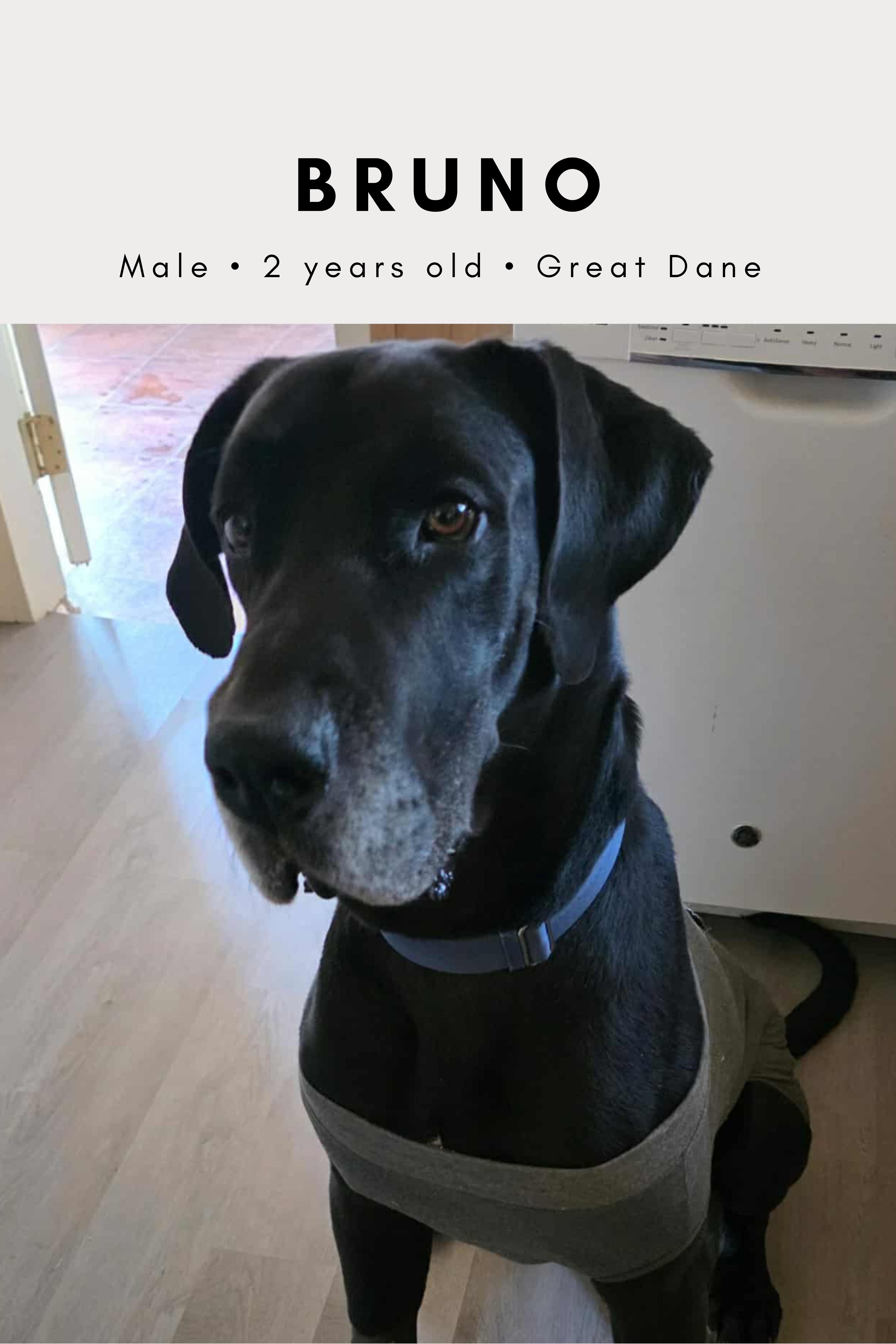 Bruno, Adoptable, Adult Male Great Dane.