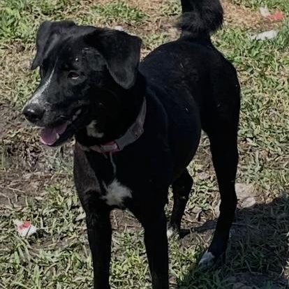 Enlarge Vivi, a Adoptable mixed breed in Ann Arbor, MI image 1/5