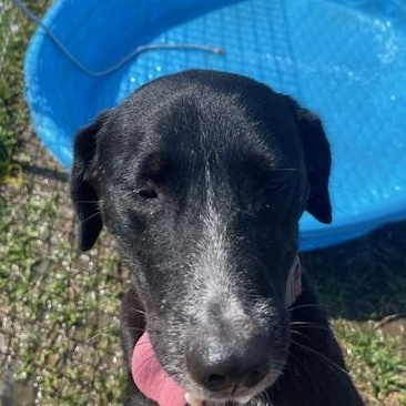 Enlarge Vivi, a Adoptable mixed breed in Ann Arbor, MI image 5/5