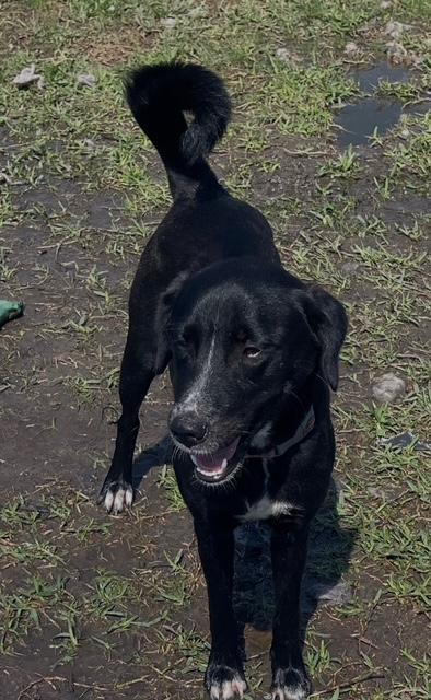 Enlarge Vivi, a Adoptable mixed breed in Ann Arbor, MI image 2/5