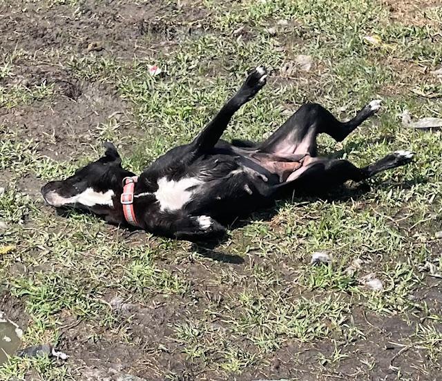 Enlarge Vivi, a Adoptable mixed breed in Ann Arbor, MI image 4/5