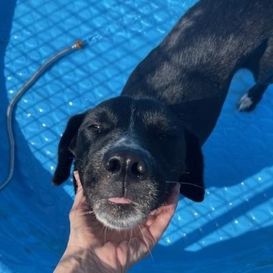 Enlarge Vivi, a Adoptable mixed breed in Ann Arbor, MI image 3/5