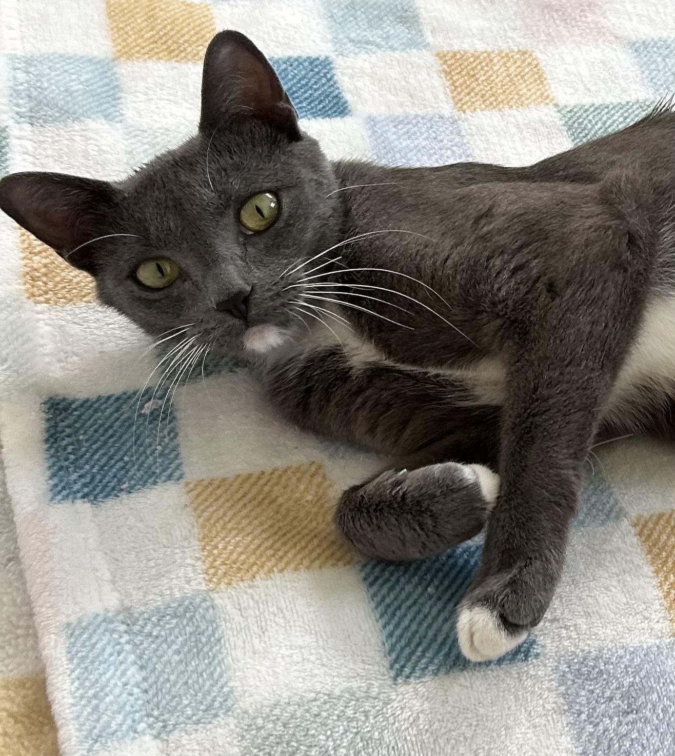 Baby Opal is a Gem, Adopted, Young Female Domestic Short Hair.