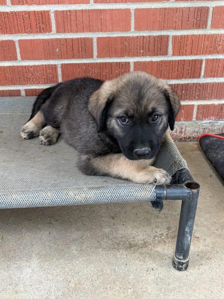 Druid, ADOPTABLE, Puppy Male German Shepherd Dog & Labrador Retriever.
