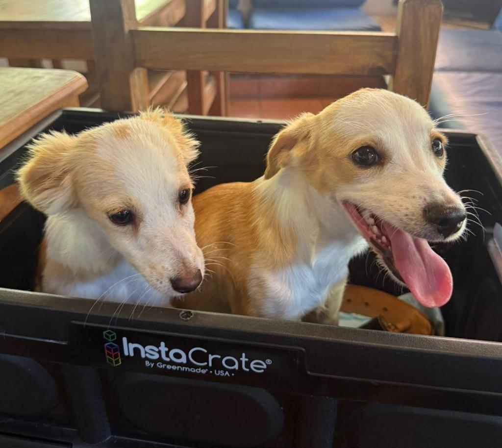 Tomas, adopted, Young Male Terrier.