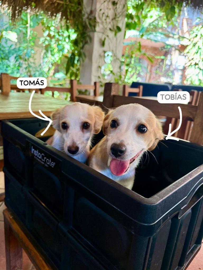 Enlarge Tomas, an adopted Terrier in Corral del Risco, NAY image 3/3