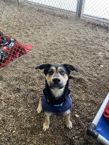 Ruby, Adoptable, Adult Female German Shepherd Dog & Mixed Breed.