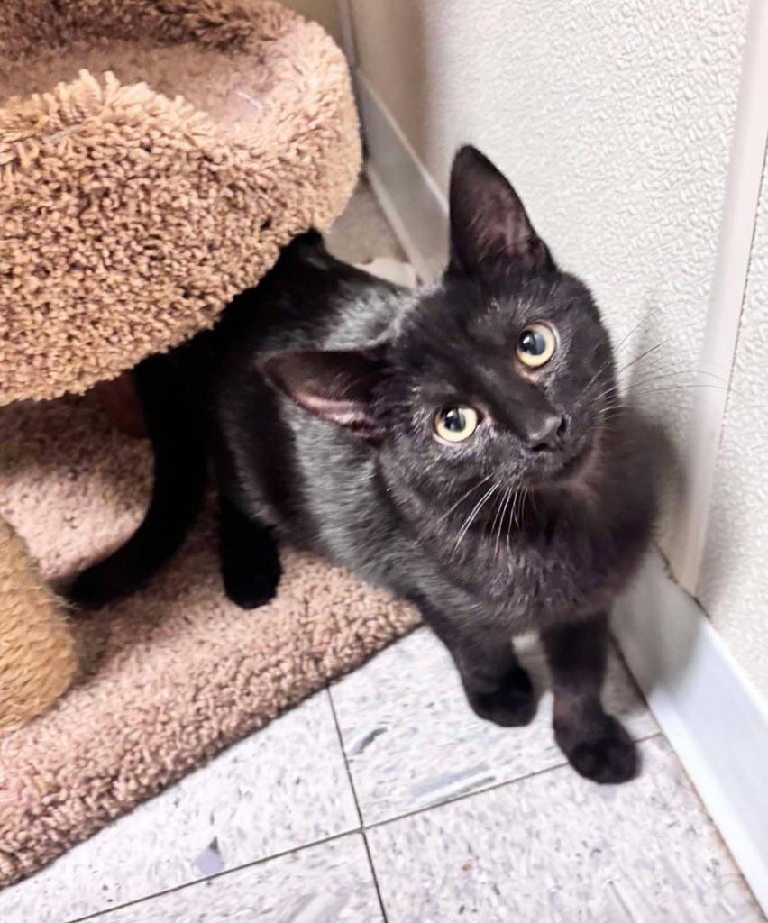 Enlarge JEFFERSON, a Adoptable mixed breed in Sandusky, OH image 1/1