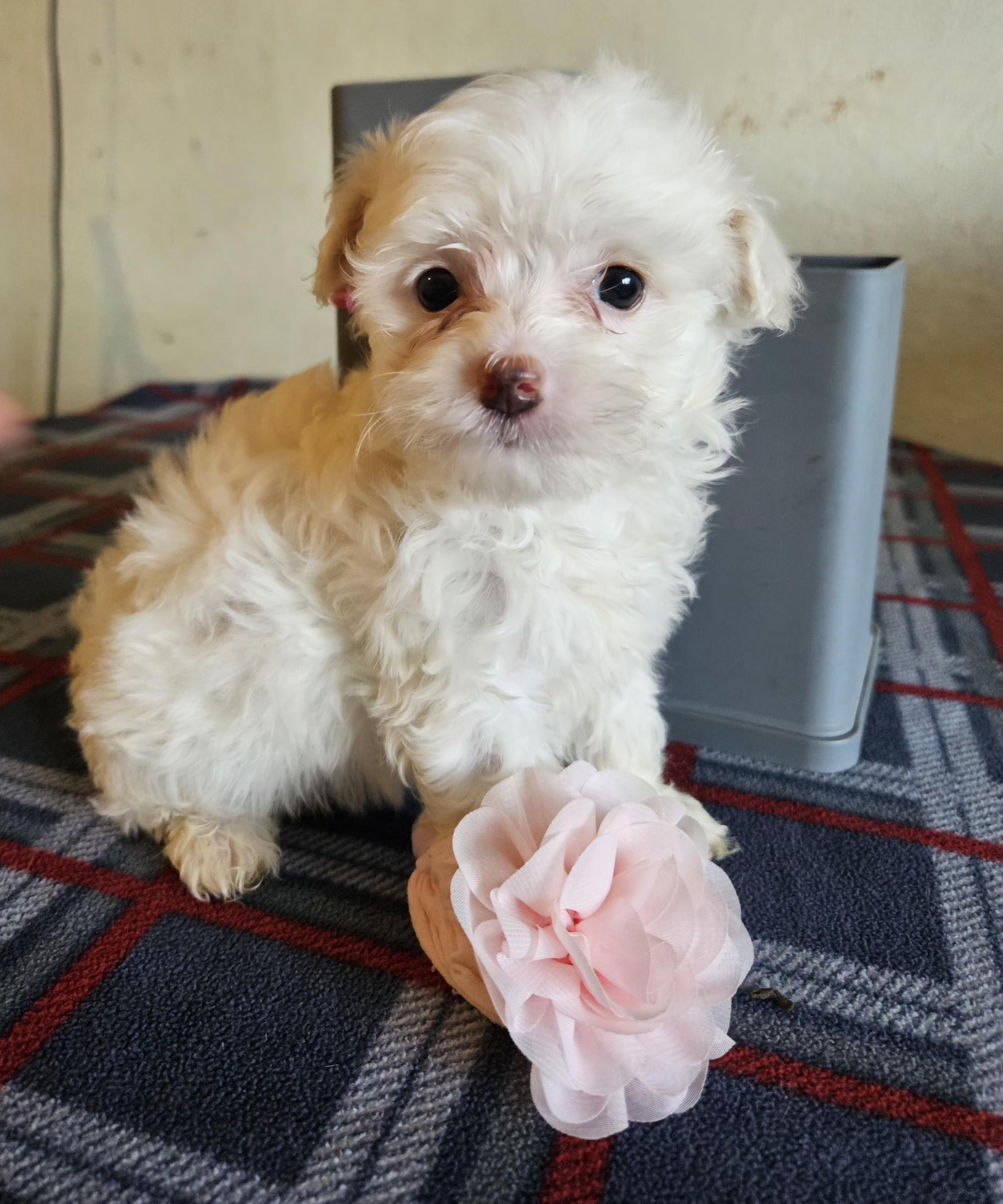 Enlarge Mika, an adopted mixed breed in Los Angeles, CA image 2/3