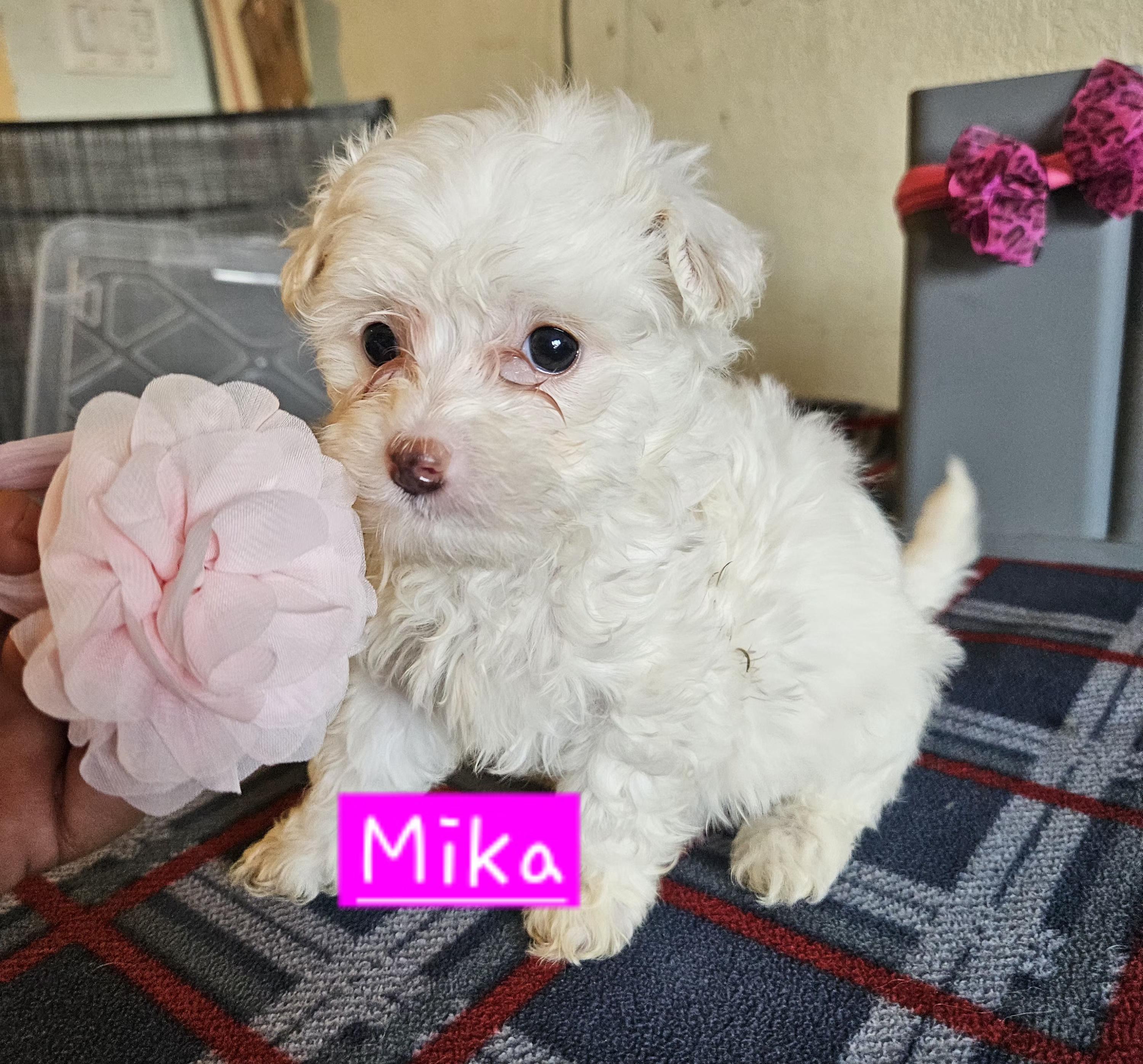 Enlarge Mika, an adopted mixed breed in Los Angeles, CA image 1/3