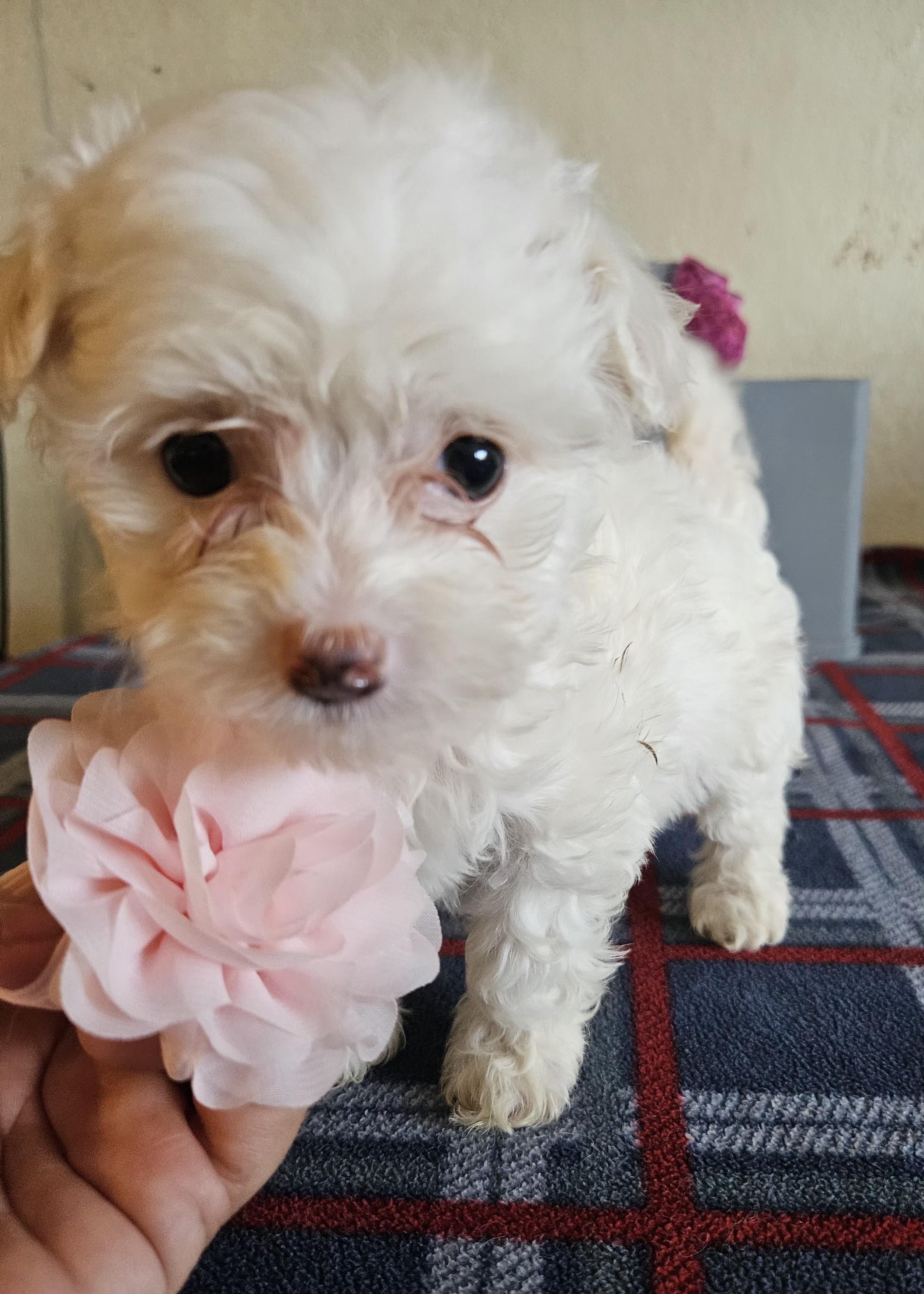 Enlarge Mika, an adopted mixed breed in Los Angeles, CA image 3/3