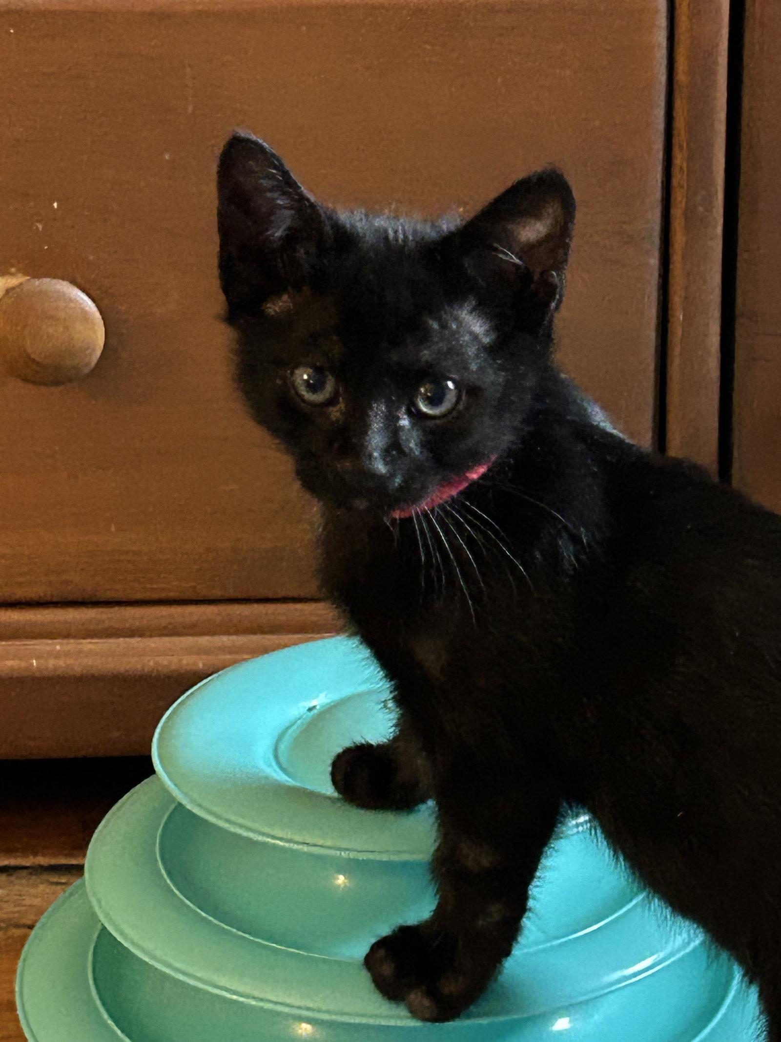 Paddington, a Adoptable Domestic Short Hair in Fort Worth, TX image 2/3