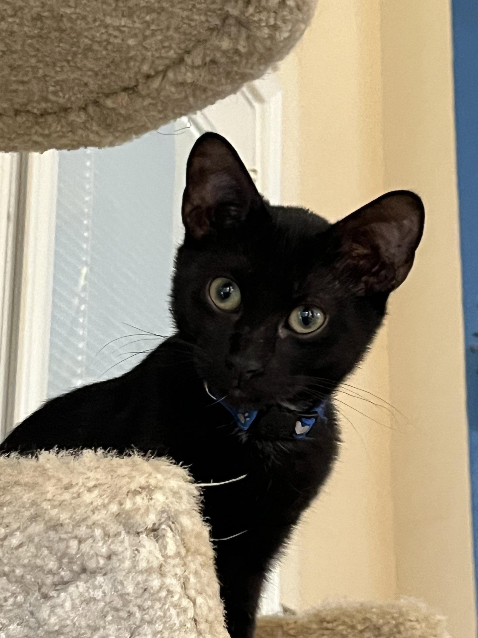 Paddington, a Adoptable Domestic Short Hair in Fort Worth, TX image 3/3