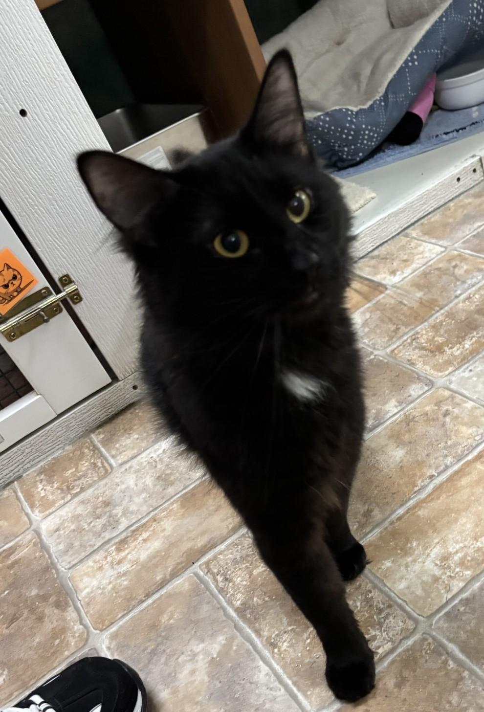 Bowie, ADOPTABLE, Adult Male Domestic Medium Hair.