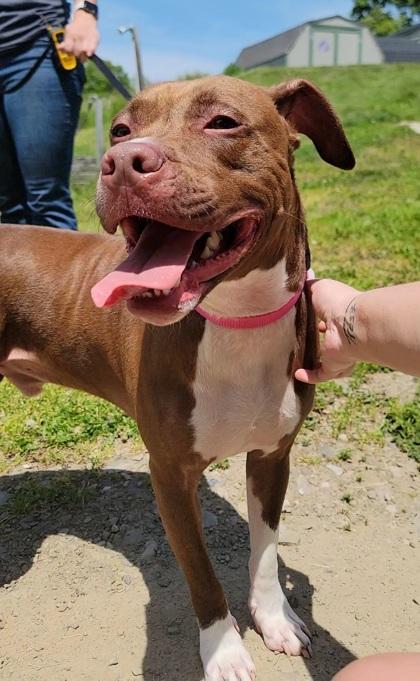 Tucker, Adoptable, Adult Male Terrier & Mixed Breed.