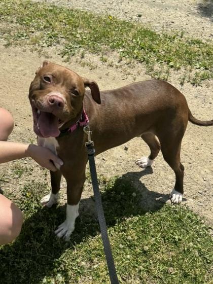 Tucker, a Adoptable mixed breed in Elmira, NY image 2/2