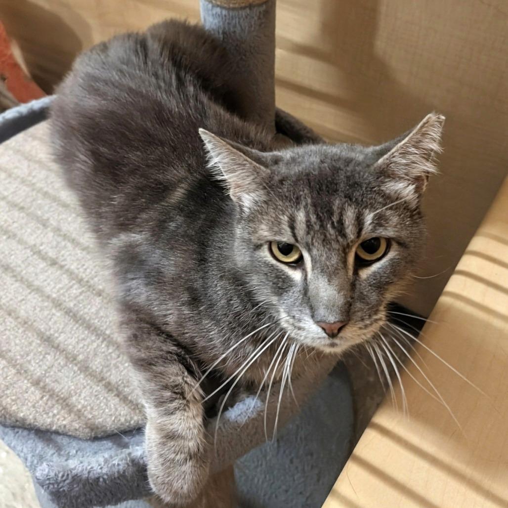 Sergio, Adoptable, Adult Male Domestic Short Hair.