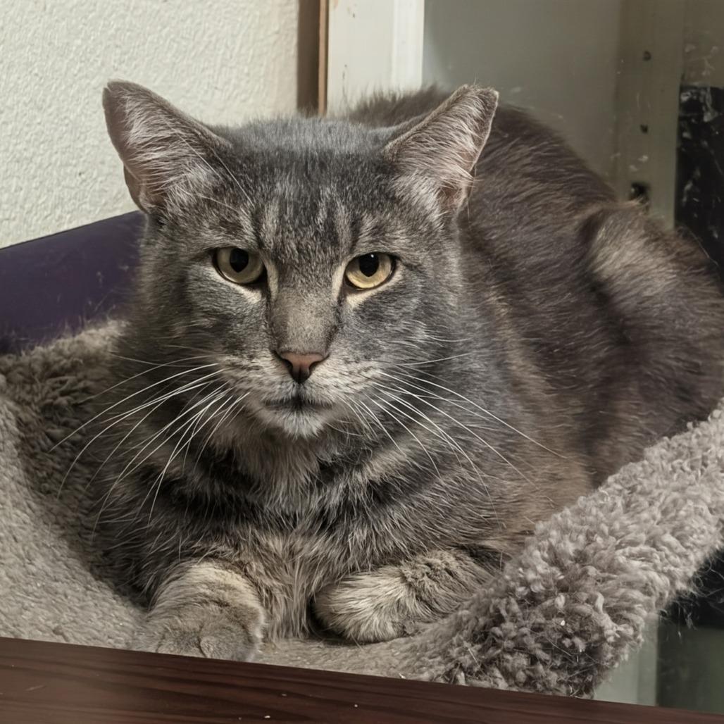 Sergio, a Adoptable Domestic Short Hair in Bulverde, TX image 2/3