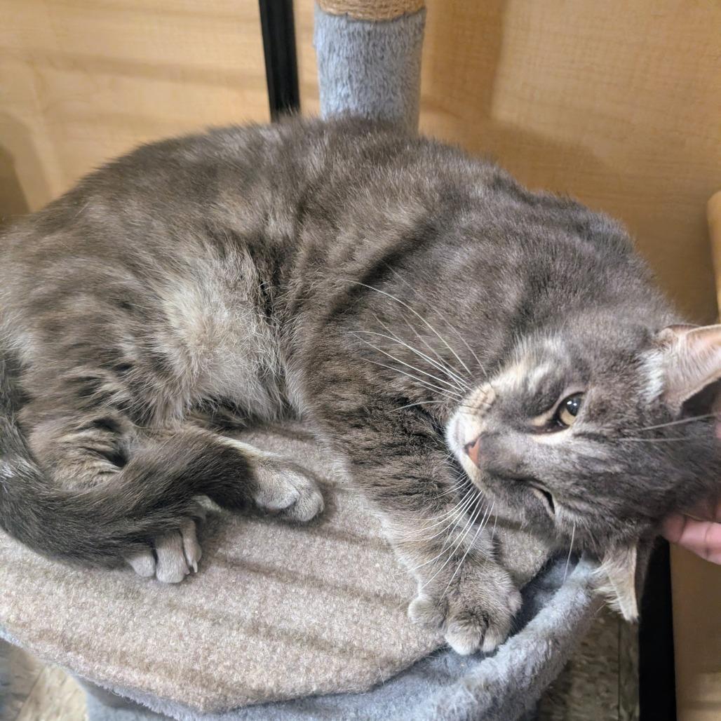 Sergio, a Adoptable Domestic Short Hair in Bulverde, TX image 3/3