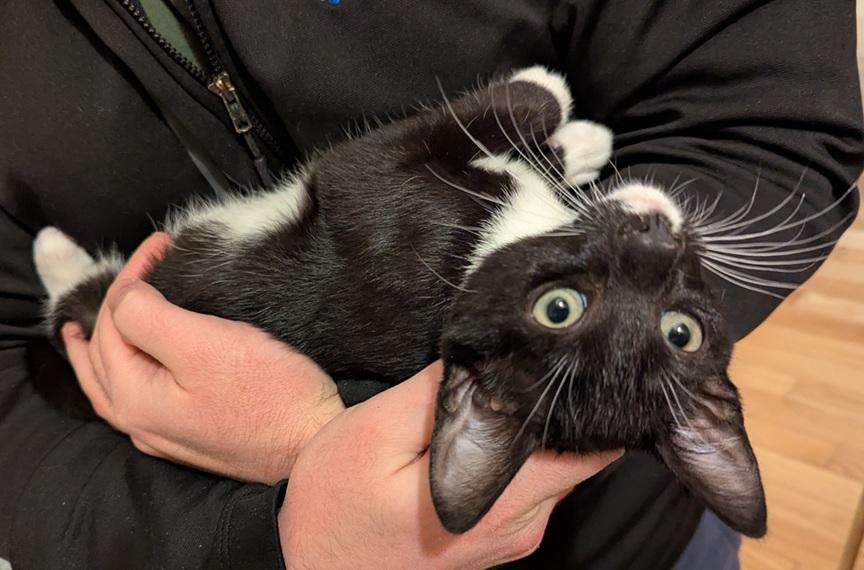 Antonio and Franco, a Adoptable Domestic Short Hair in Melrose, MA image 1/6