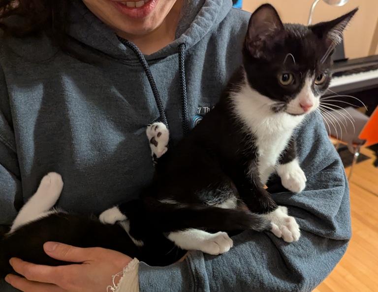 Antonio and Franco, a Adoptable Domestic Short Hair in Melrose, MA image 3/6