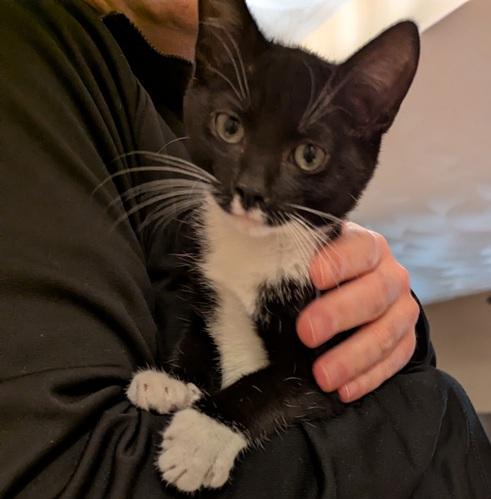 Antonio and Franco, a Adoptable Domestic Short Hair in Melrose, MA image 4/6