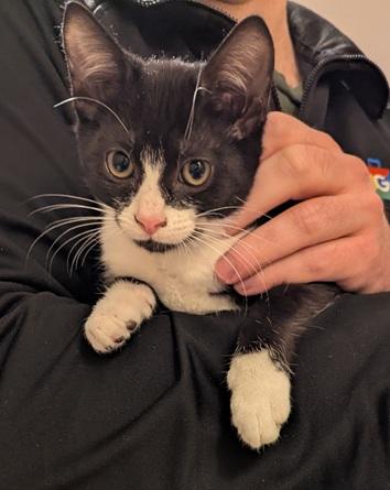 Antonio and Franco, a Adoptable Domestic Short Hair in Melrose, MA image 5/6