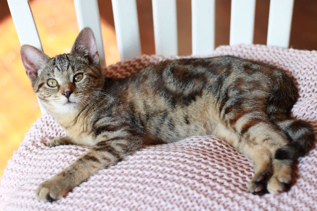 Pumpernickel, a Adopted Domestic Short Hair in Richmond, KY image 1/8