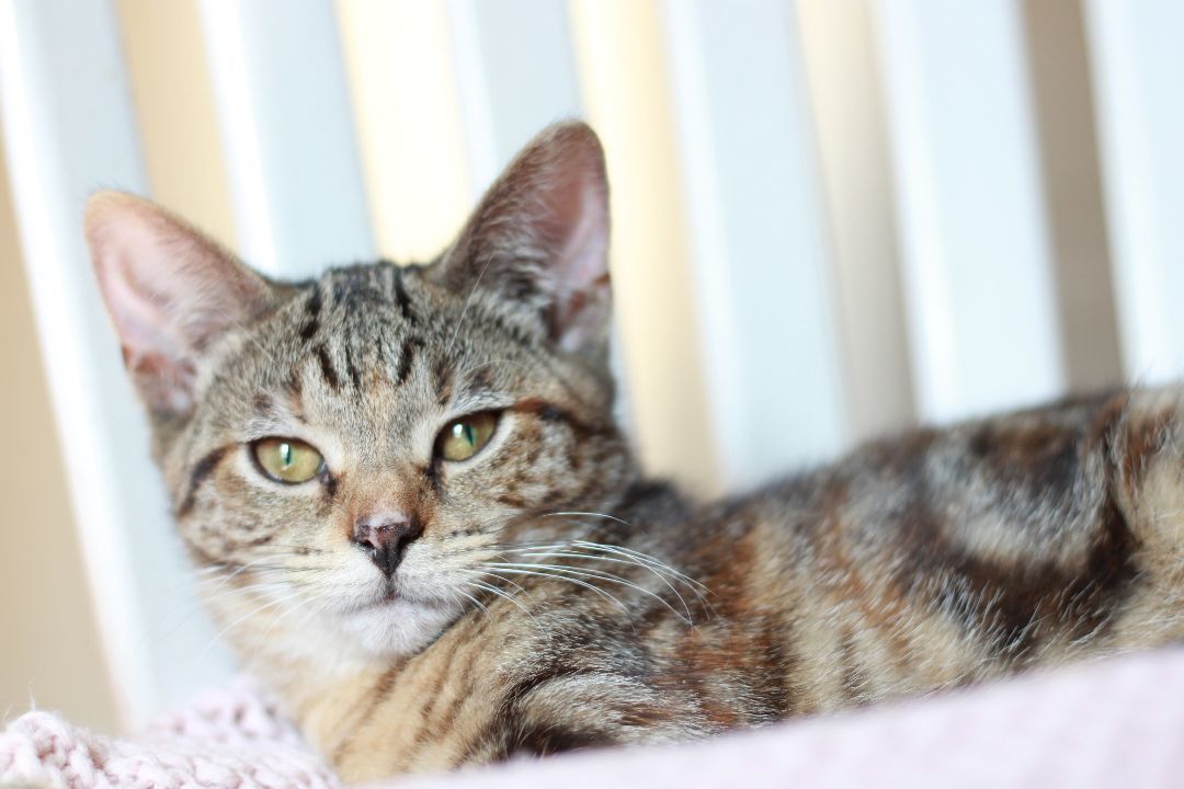 Pumpernickel, a Adopted Domestic Short Hair in Richmond, KY image 2/8