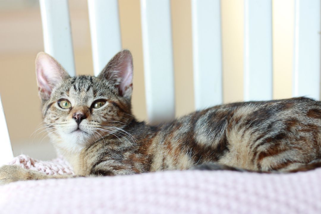 Pumpernickel, a Adopted Domestic Short Hair in Richmond, KY image 3/8