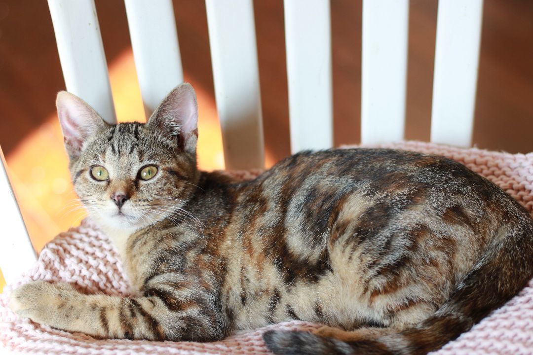 Pumpernickel, a Adopted Domestic Short Hair in Richmond, KY image 4/8