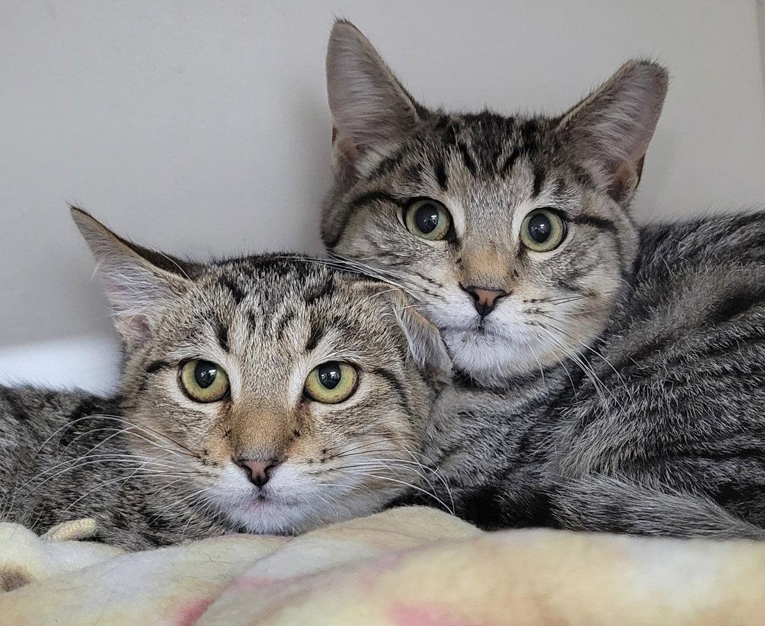 Kitten Brothers Raab and Dico, Adoptable, Kitten Male Domestic Short Hair & Tabby.