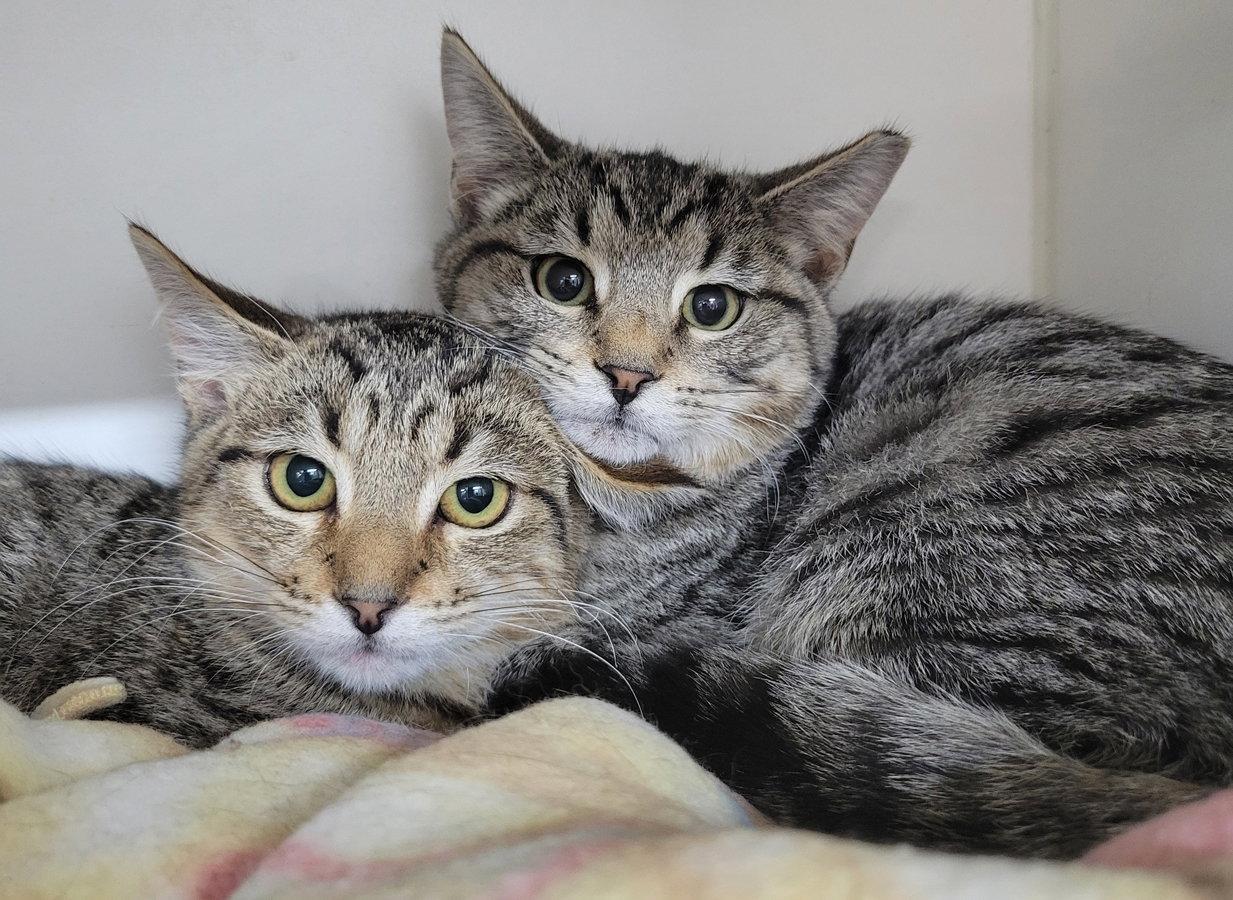 Enlarge Kitten Brothers Raab and Dico, a Adoptable mixed breed in Cuyahoga Falls, OH image 2/3